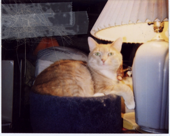 My second cat Milo, RIP