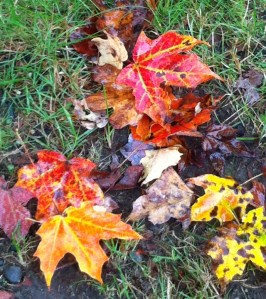 dying and pretty leaves cropped
