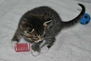 Parker, from The Critter Room https://www.facebook.com/TheCritterRoom