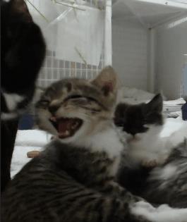 from The Critter Room https://www.facebook.com/TheCritterRoom