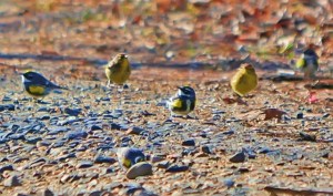 from onejackdawbirding.blogspot.com