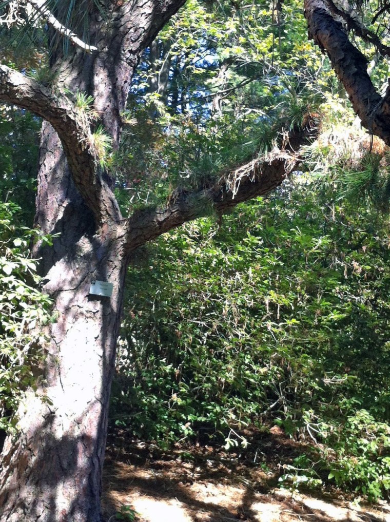 wellesley college secret garden8