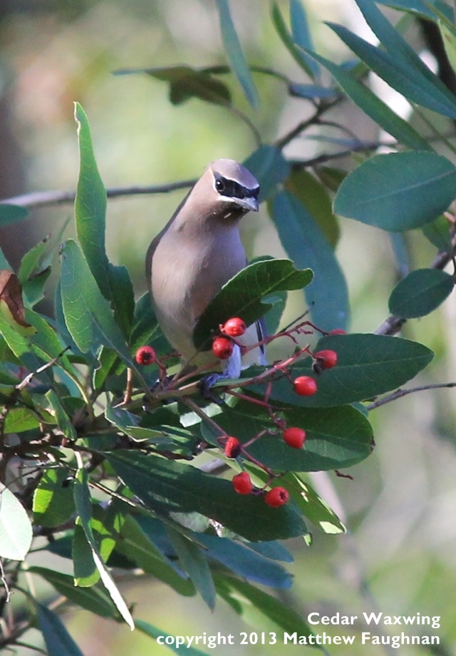 640 cedar waxwing1