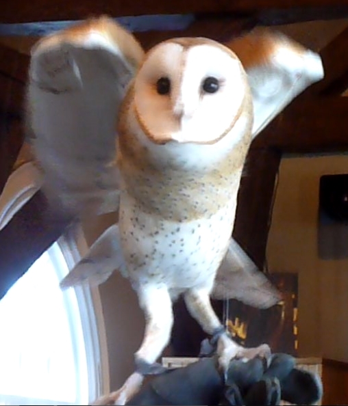 barn owl4