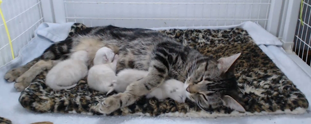 640 ghostbusters cropped