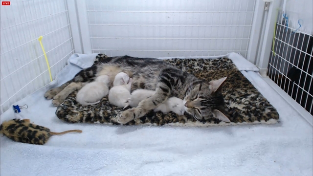 Janine with her boys from https://www.facebook.com/TheCritterRoom