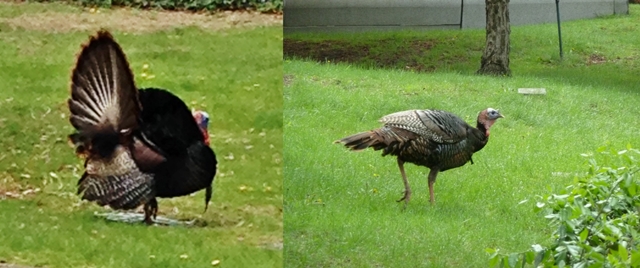 turkeys