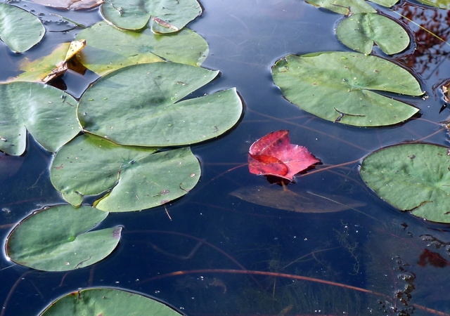 5-640 floating red leaf