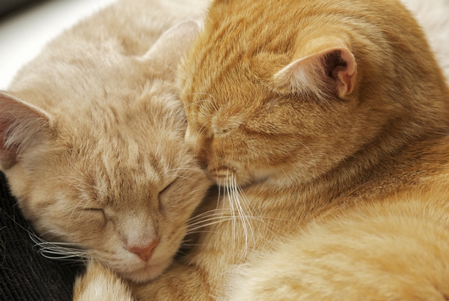 Virginia McMillan cuddled up cats, Flickr Creative Commons