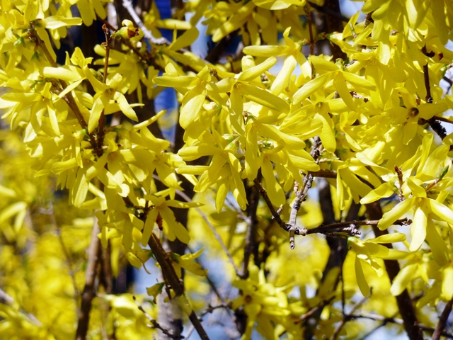 forsythia-640