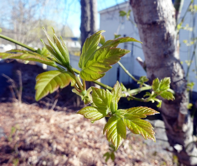 new leaves2-640