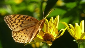 butterfly at camp-640