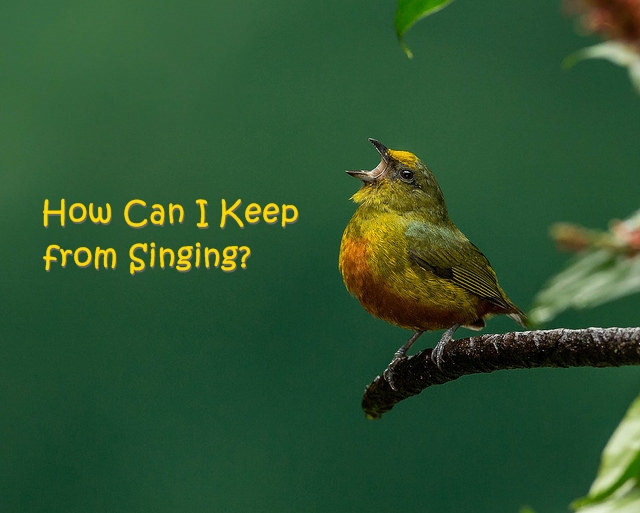 Andy Morffew Singing in the Rain, Flickr Creative Commons