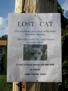 JudeanPeoplesFront day 46 - lost cat