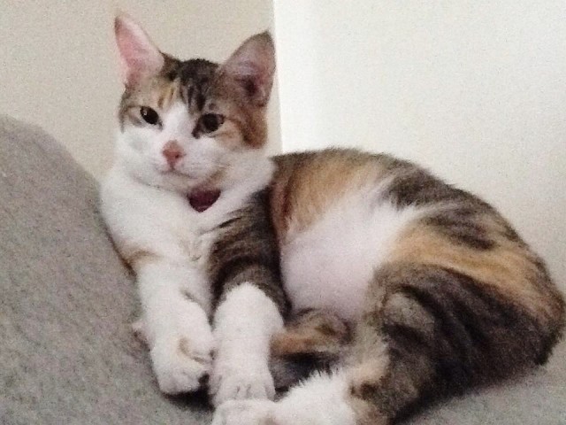 Kayleigh was helped by Four Paws Lifeline.