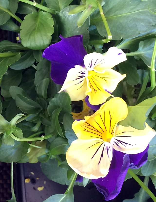 pansies-640